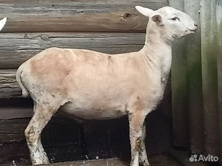 Катумский баран