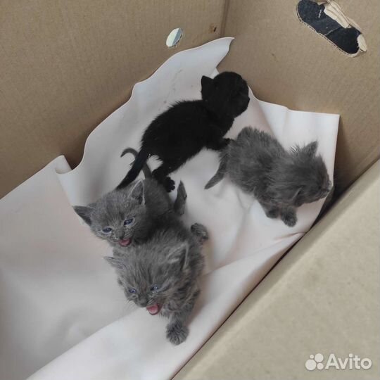 Голубоглазые пушистики в дар