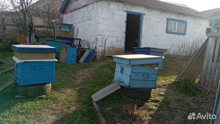 Пчелы с ульями