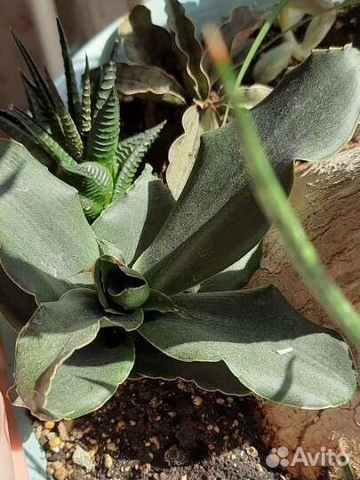 Сансевьерии, Суккуленты