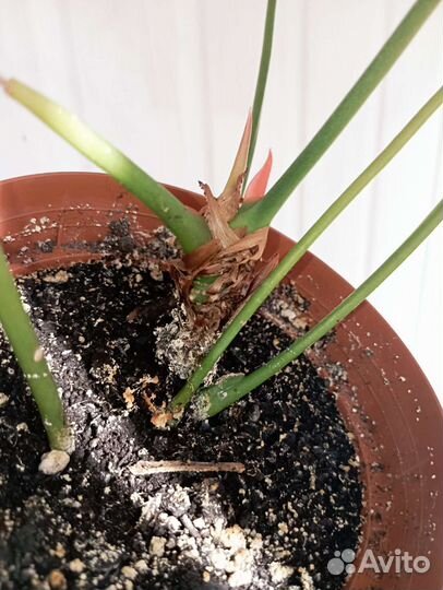 Антуриум шерцера(красный). Монстера Фридрихшталя