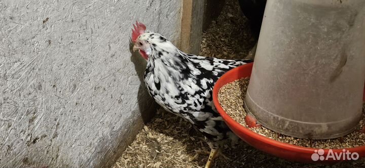 Молодые петухи