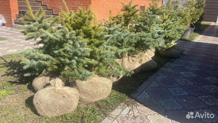 Ель голубая глаука