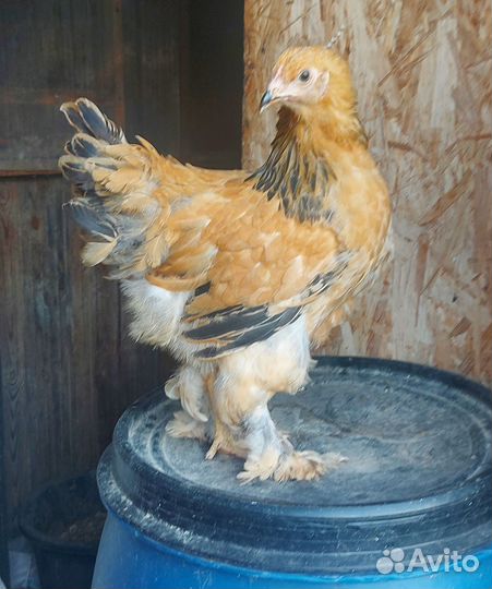 Брама палевая