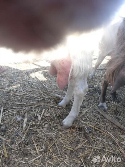 Козы доиные