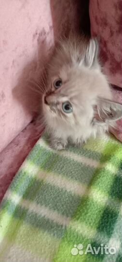 Котята отдам в добрые руки бесплатно