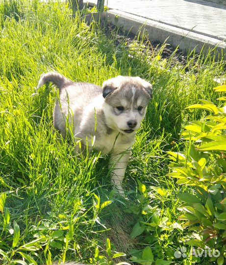 Сибирский хаски