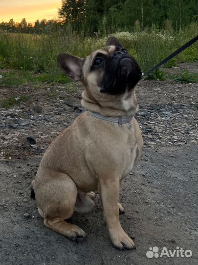 Передержка животных собак / кошек