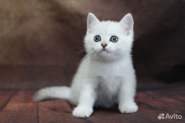 Шотландский Малыш