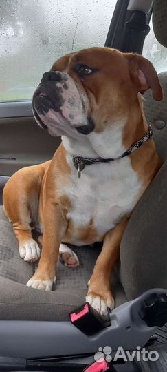 Зоотакси перевозка животных по России