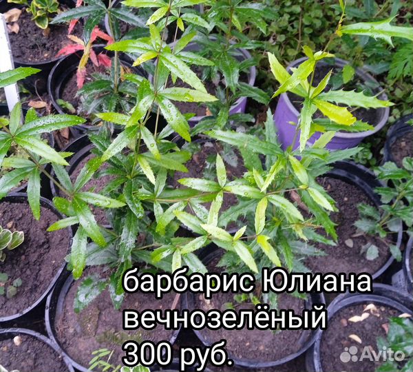 Декоративные кустарники