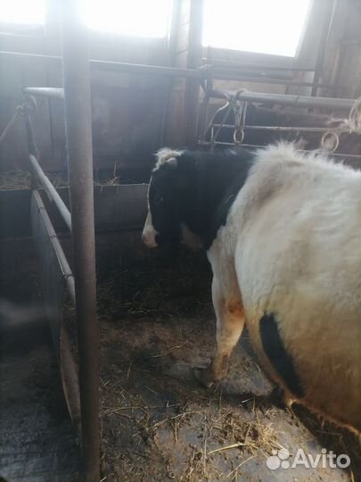 Телки и бык