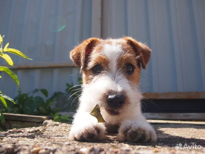 Щенок джек рассел терьер (девочка)