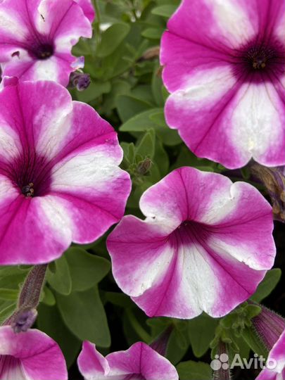 Петунья ампельная,вегетативная