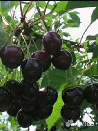 Вишня Шоколадница