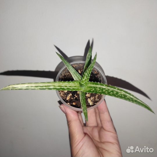 Алое вариегатное