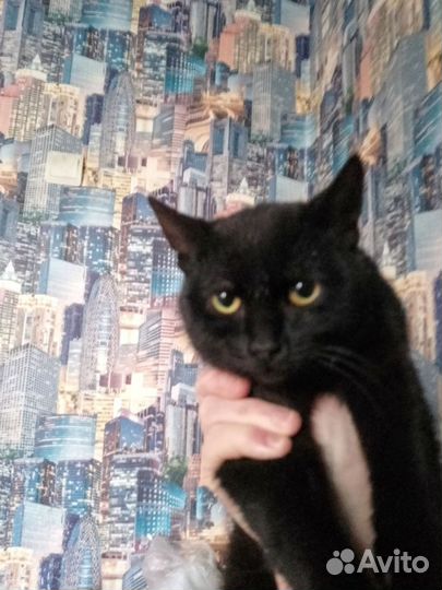 Котёнок Коржик очень ласковый и мурчалочка