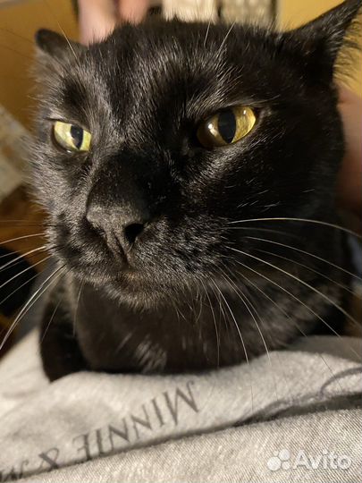 Котик в добрые руки