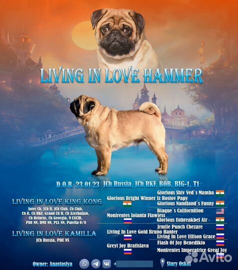 Мопс вязка мальчик