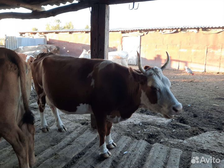 Продам коров