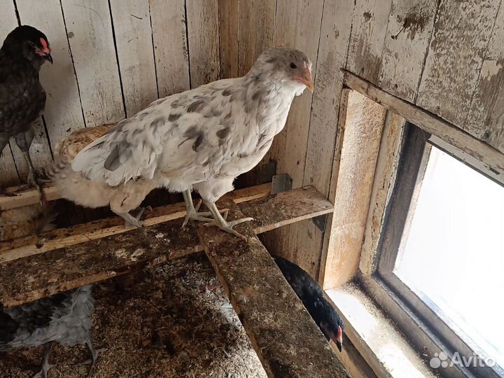 Молодые петушки