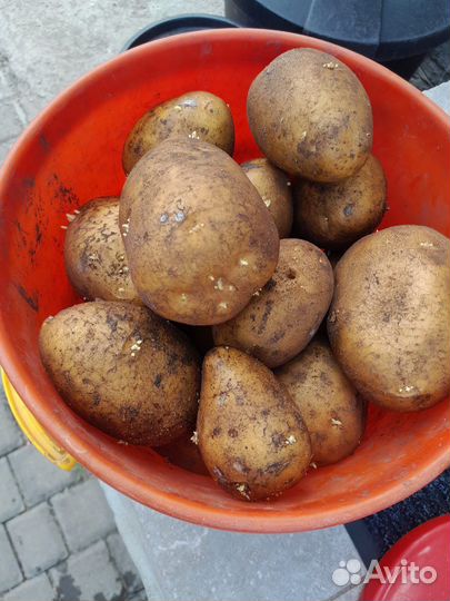 Продам картофель