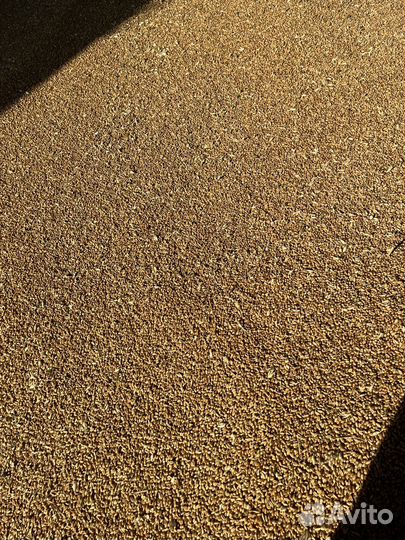 Зерно пшеница