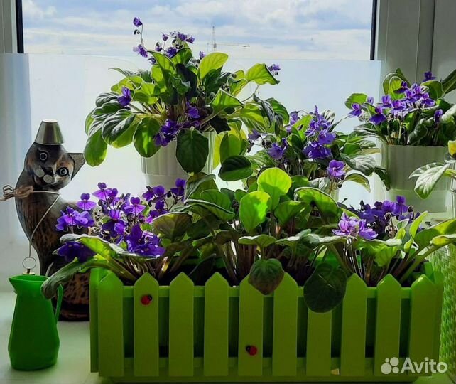 Фиалка, сорт Blue Boy