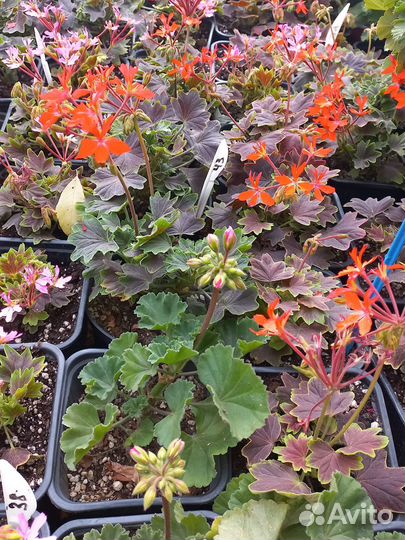 Пеларгония цветущая из питомника растений