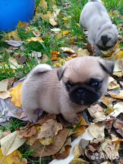 Щенки мопса
