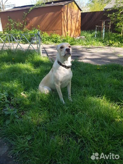 Митис лабрадора