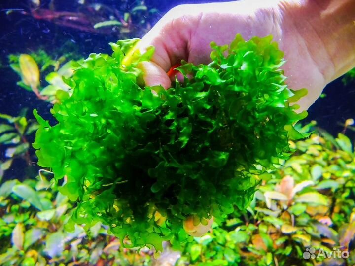 Аквариумные растения