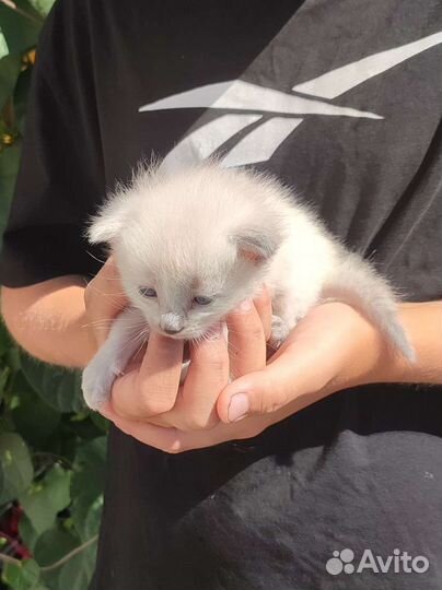 Котята, кошки, коты