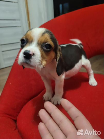 Щенки бигля