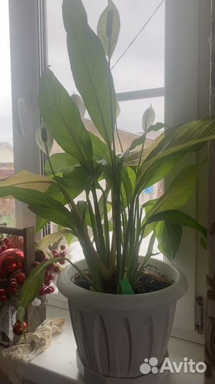 Спатифиллюм (цветы)