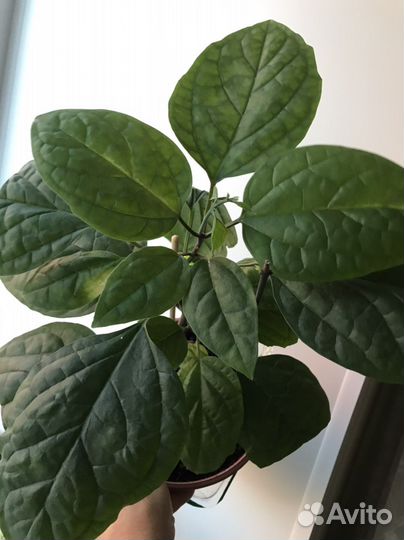 Фуксия,Клеродендрум,Бальзамин