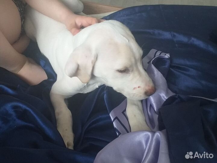 Собака в добрые руки