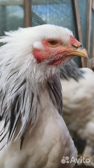 Петух Брама светлая (колумбийская)