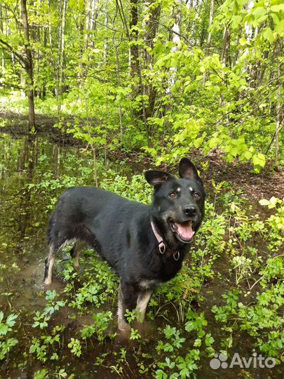 Метис овчарки в добрые руки,собака из приюта