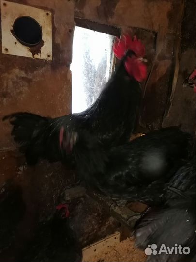 Инкубационное яйцо породистых кур