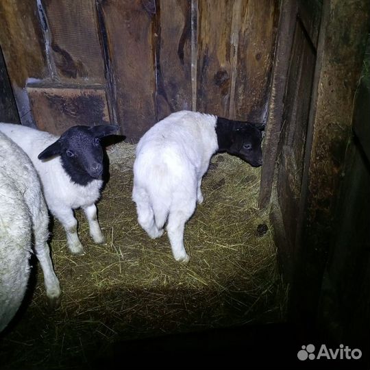 Ярки бараны дорпер
