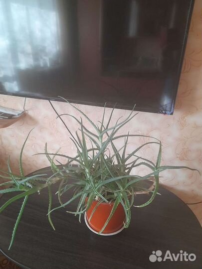 Комнатные цветы