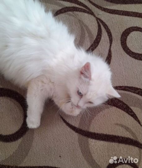 Кошка в дар