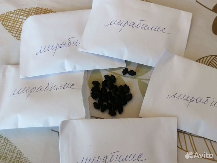 Семена мирабилиса