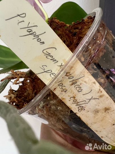 Орхидея фаленопсис