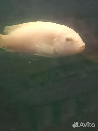 Отдам цихлид