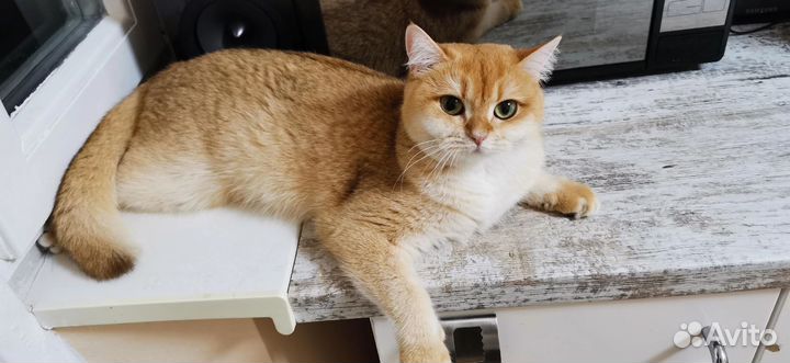 Золотая шиншилла вязка