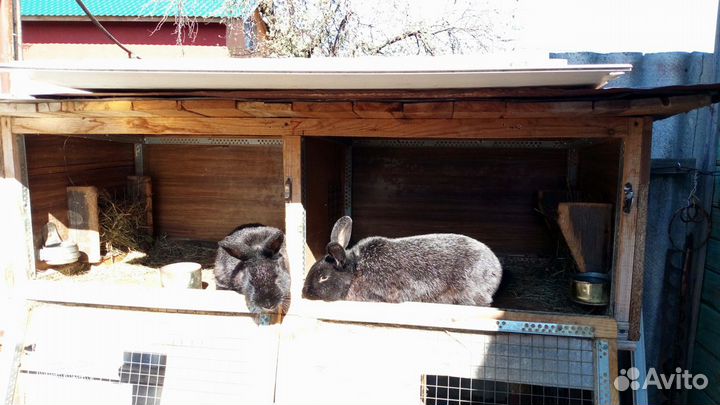 Другие животные