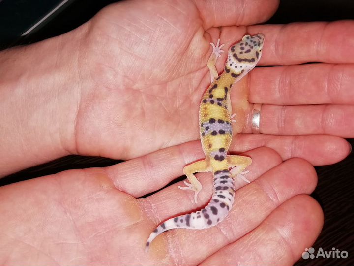 Пятнистый эублефар