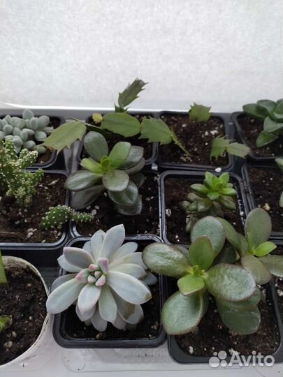 Суккуленты